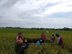 Produktivitas Petani Cirebon Meningkat Berkat Program CSA Kementan