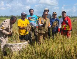 Melihat Pj Bupati Mubar Panen Padi dan Upayanya Wujudkan Ketahanan Pangan