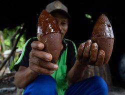 Aroma Aren di Kaki Gunung Mekongga, Sulawesi Tenggara