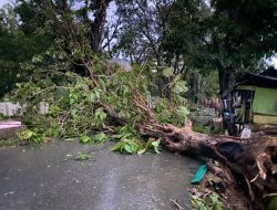 Angin Kencang Terjang Kendari: Pohon Tumbang, Rumah Rusak, 1 Warga Meninggal