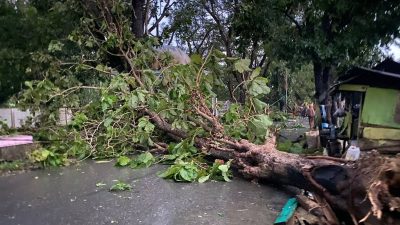 Angin Kencang Terjang Kendari: Pohon Tumbang, Rumah Rusak, 1 Warga Meninggal