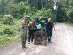 BKSDA Sulawesi Tenggara Lepasliarkan Monyet Endemik Pulau Buton