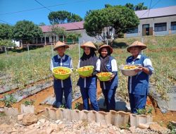 Program Ketahanan Pangan Siswa Dikbud Sultra Sukses Panen Ratusan Kg Tomat