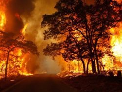 Puncak Kemarau, Waspada Kebakaran Hutan dan Lahan di Sultra