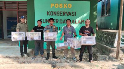 Penyelundupan 24 Ekor Burung Kakatua Jambul Kuning Digagalkan di Baubau