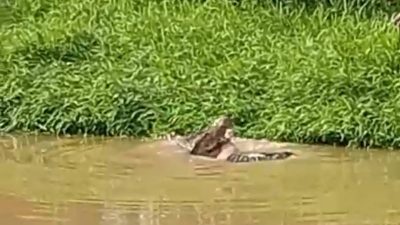 Detik-detik Seorang Warga Kolaka Timur Dimakan Buaya