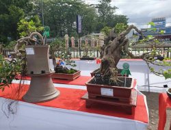 FOTO: Bonsai Cantik dan Artistik dalam Kendari Bonsai Exhibition II 2024