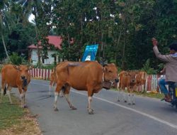 Masalah Sapi Berkeliaran di Mubar: Ancaman Nyata bagi Keselamatan