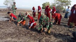 Gandeng Pelajar, Koramil Tikep Tanam Mangrove di Pantai Bhone Kadea