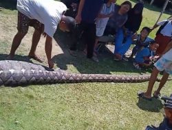 Warga Desa Nihi Muna Barat Tangkap Ular Piton Sepanjang 7 Meter