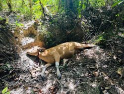 Maling Sapi Teror Warga Konsel: Daging Diambil, Disisakan Ususnya