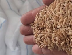 Bulog Sultra Beli Gabah Kering Giling Rp8.000 per Kilogram, Ini Syaratnya