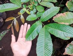 Kemenag Sultra Siap Tanam Sejuta Pohon Matoa di Hari Bumi 22 April